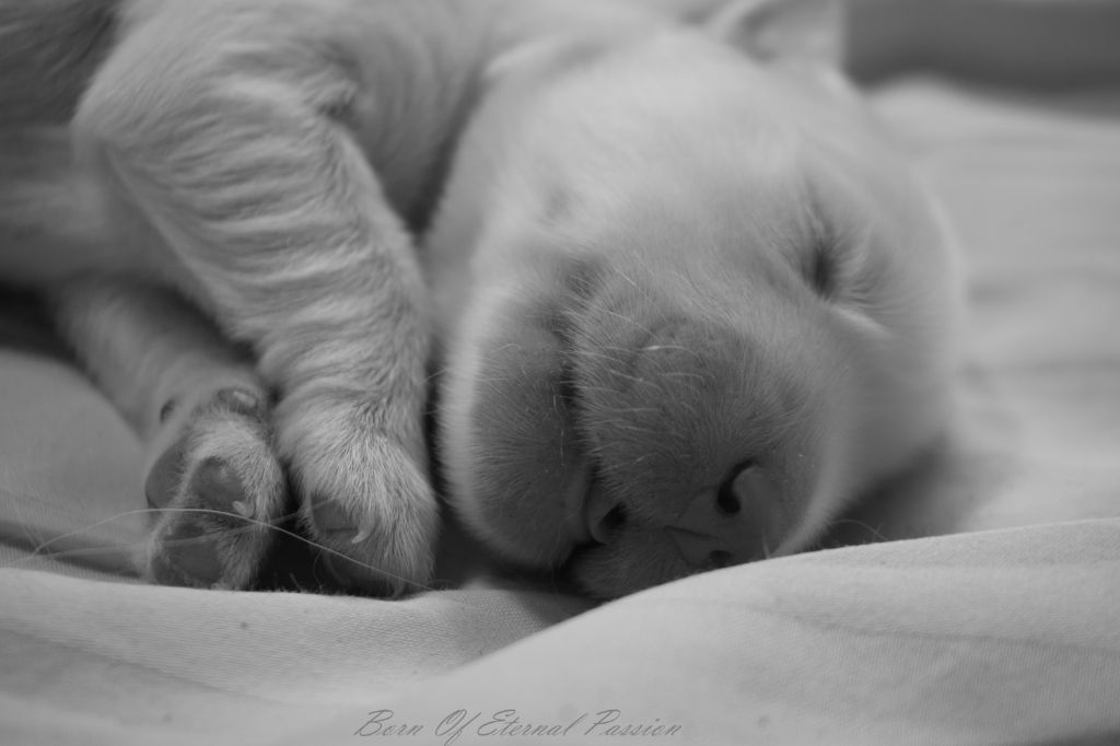 Born Of Eternal Passion - Golden Retriever - Portée née le 13/08/2019