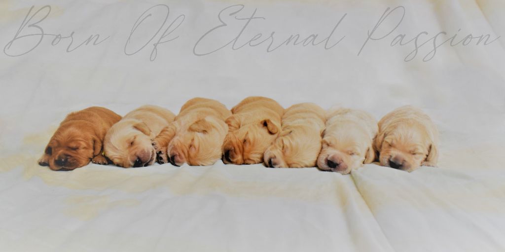 chiot Golden Retriever Born Of Eternal Passion